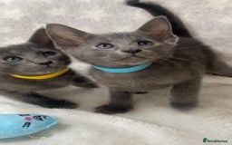 Oriental cats for sale: Oriental X Siamese  - Image 12