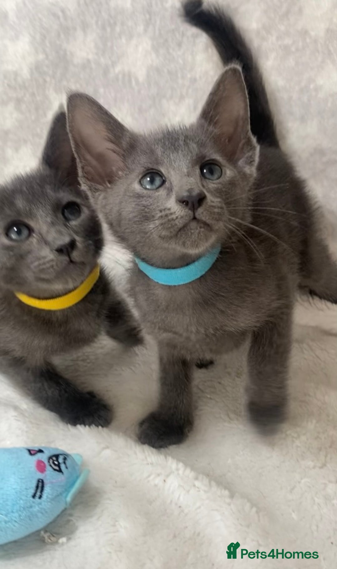 Oriental cats for sale: Oriental X Siamese  - Image 12