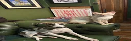 Whippet dogs for sale: EUROPEAN KC BRINDLE WHIPPET - Advert 7