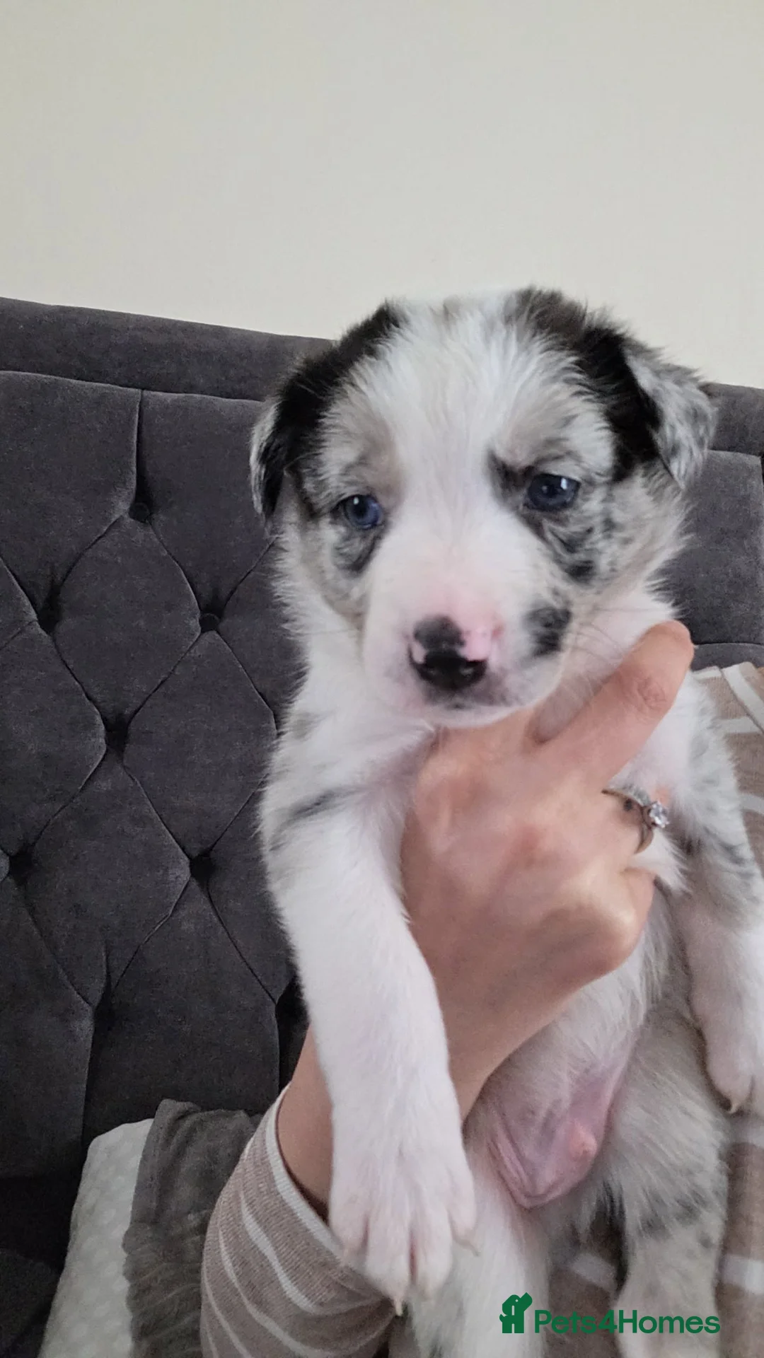 Border Collie dogs for sale: Border collie puppies - Advert 2