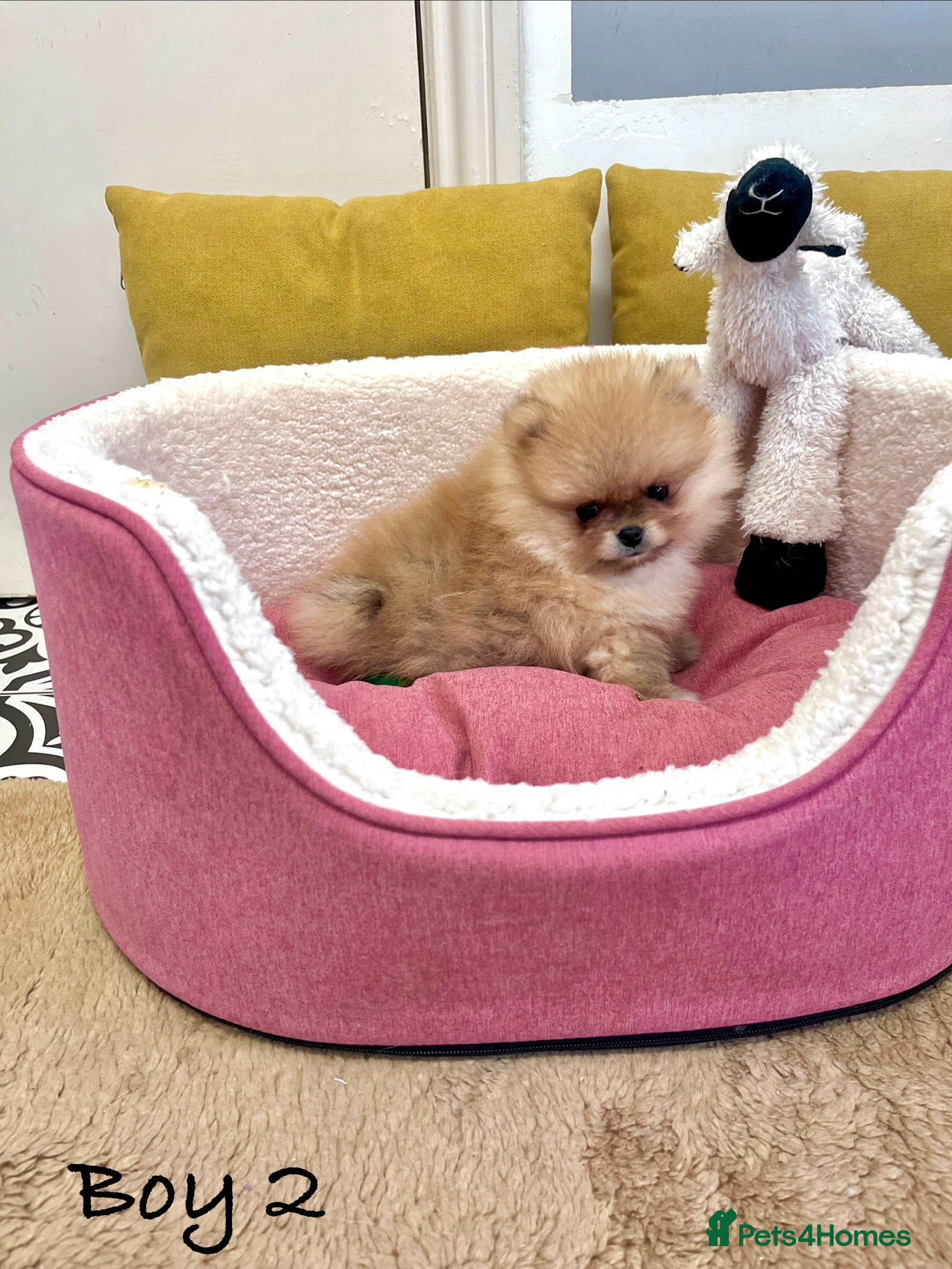 Pomeranian dogs Top Quality 🐻 Teddy Bears  - Advert 1