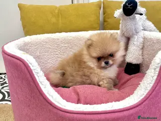 Pomeranian dogs Top Quality 🐻 Teddy Bears - Advert 1