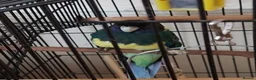 Parrots birds for sale: Australian ringneck  - Advert 2
