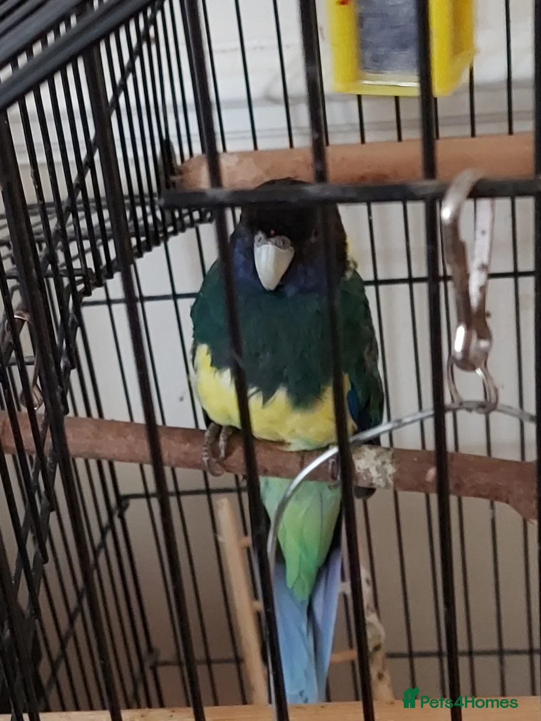 Parrots birds for sale: Australian ringneck  - Advert 2