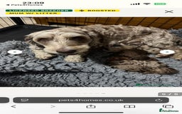 Cockapoo dogs for sale: REDUCED, DNA TESTED Last 2 boys, Ready 25th Nov - Advert 4