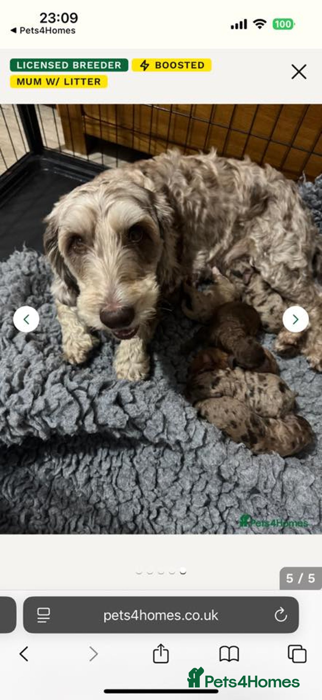 Cockapoo dogs for sale: REDUCED, DNA TESTED Last 2 boys, Ready 25th Nov - Advert 4