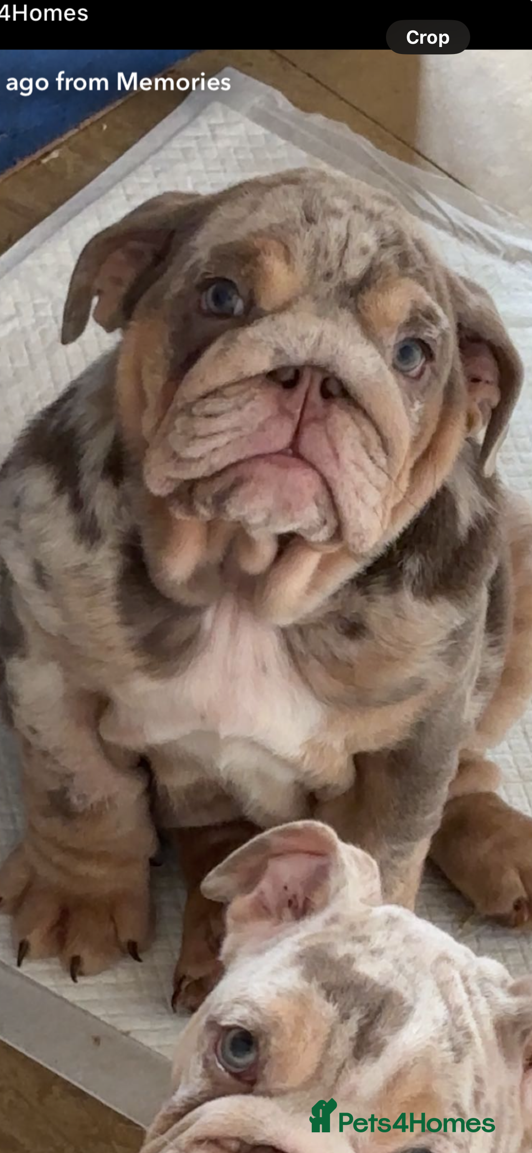 English Bulldog dogs for sale: 🐶🔥 English Bulldogs ready to go 🔥🐶 REDUCED!! - Image 12