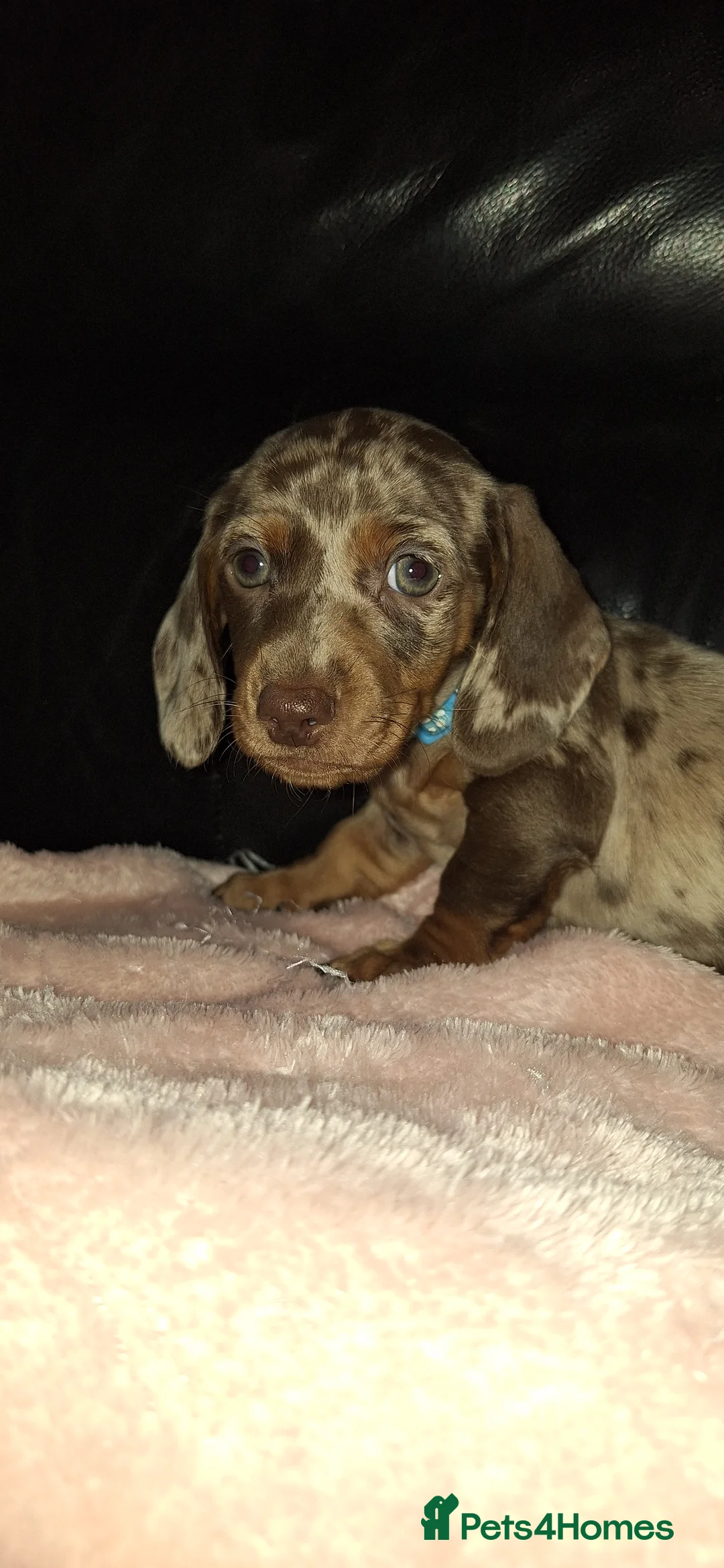 Dachshund dogs for sale: Dachshund ready now  - Advert 2