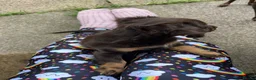 Mixed Breed dogs for sale: Russian Toy cross Miniature Dachshund Puppies in Nottingham - Advert 11