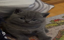 British Shorthair cats for sale: 💙 GCCF British Blue Boys – Ready Soon 💙 - Image 10