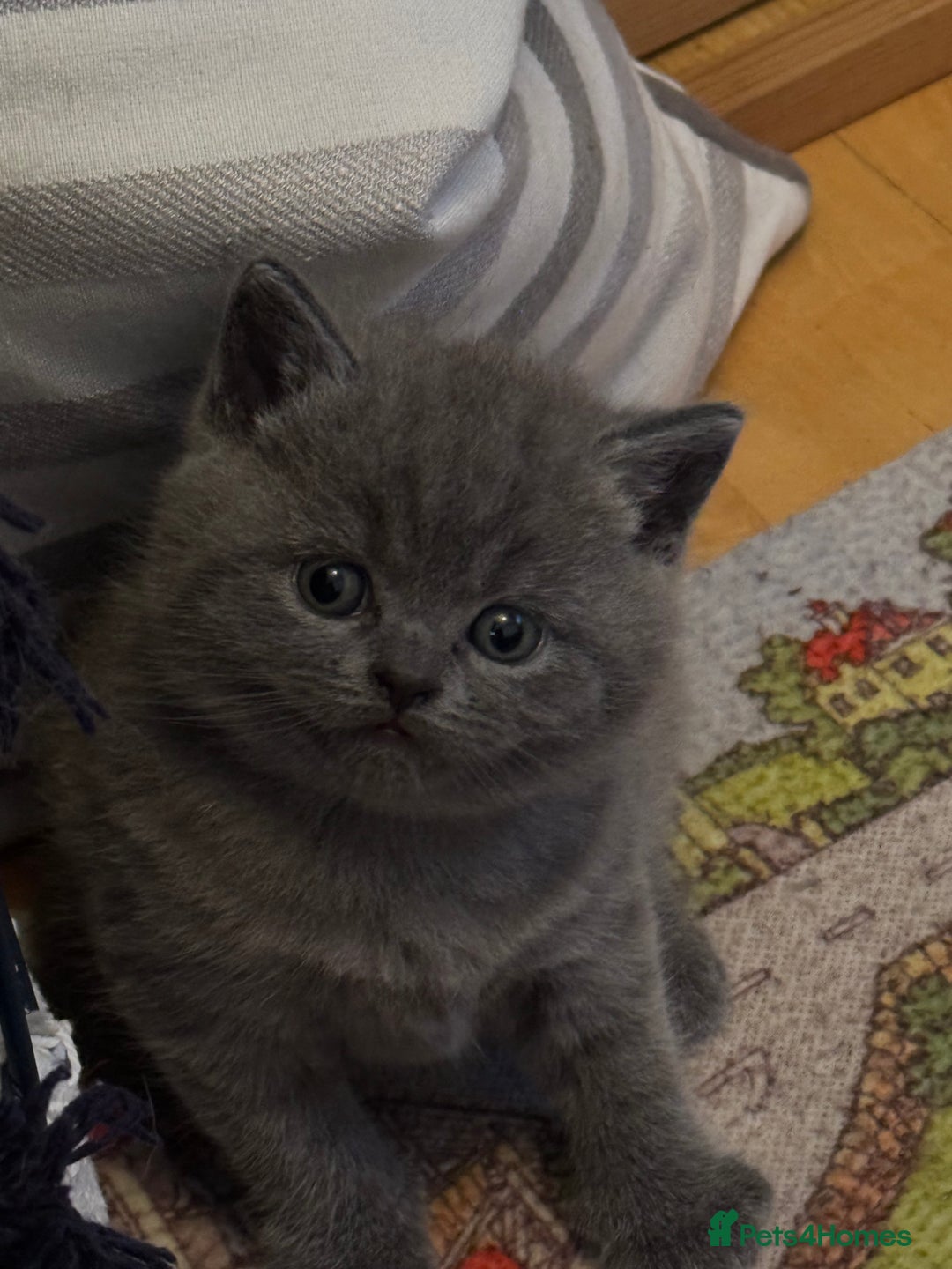 British Shorthair cats for sale: 💙 GCCF British Blue Boys – Ready Soon 💙 - Image 10