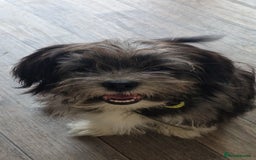 Pomchi dogs for sale: Pomchic pup  - Image 7
