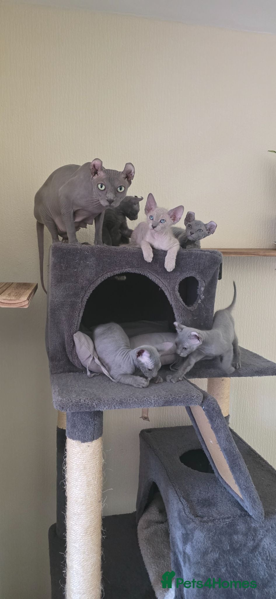 Sphynx cats SPHYNX ELF & PETERBALD KITTENS - Advert 1
