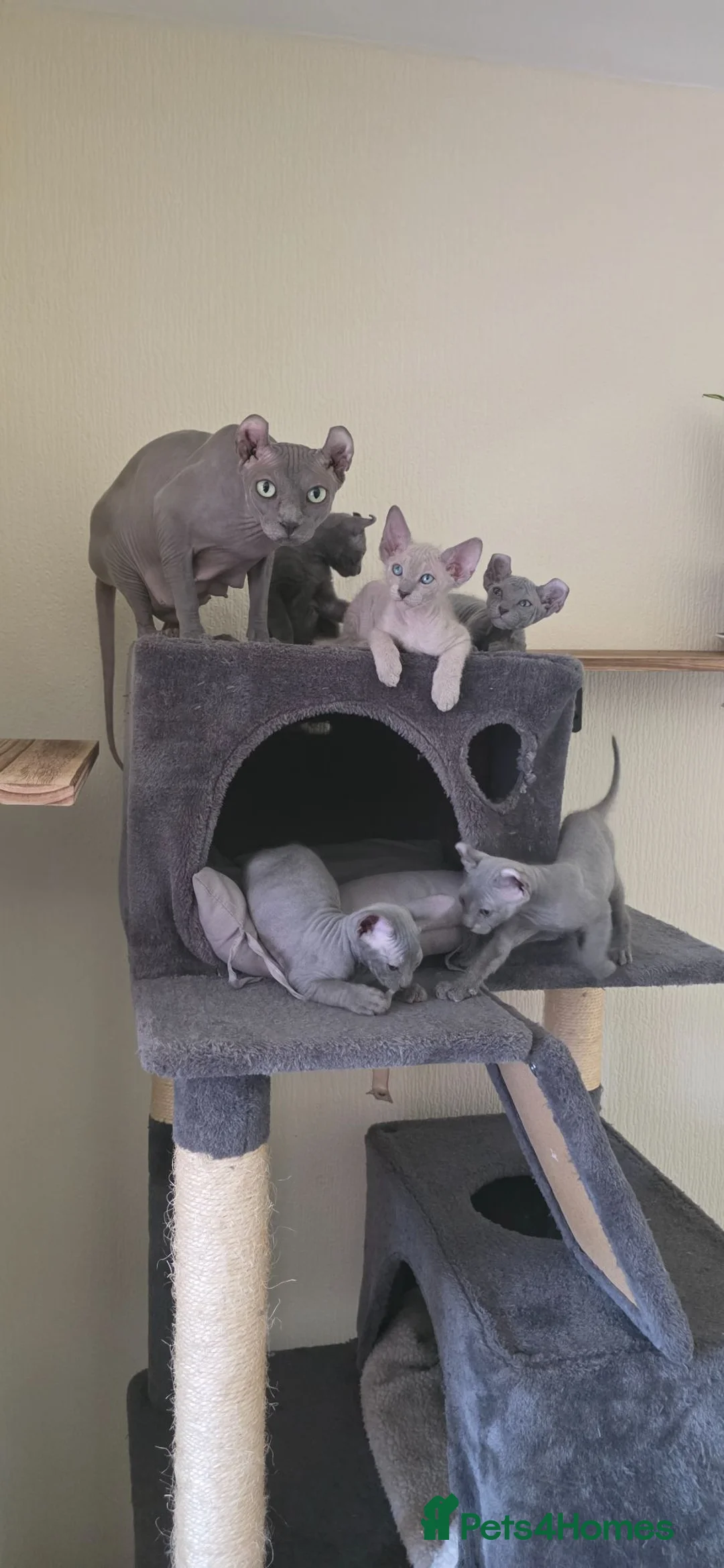 Sphynx cats for sale: SPHYNX ELF & PETERBALD KITTENS - Advert 1