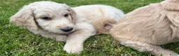 Goldendoodle dogs for sale: LAST THREE! Golden doodle pups from a loving home - Advert 17
