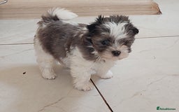 Yorkshire Terrier dogs for sale: Rare Colourful Pedigree Yorkies Certified Breeder - Image 8