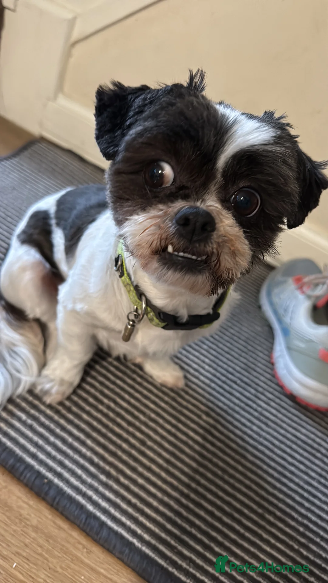 Shih Tzu dogs for sale: Adorable Shih Tzu Puppies Available 🐶💗 - Advert 2