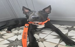 English Bull Terrier dogs for sale: English bull terrier WORKING LINES - Image 6