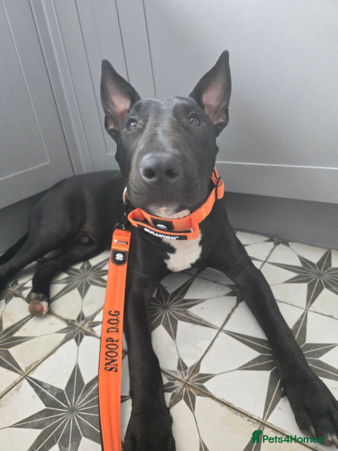 English Bull Terrier dogs for sale: English bull terrier WORKING LINES - Image 6