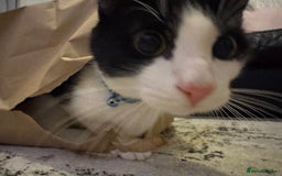 British Shorthair cats for sale: Male British short haired kitten 6months old - Advert 1