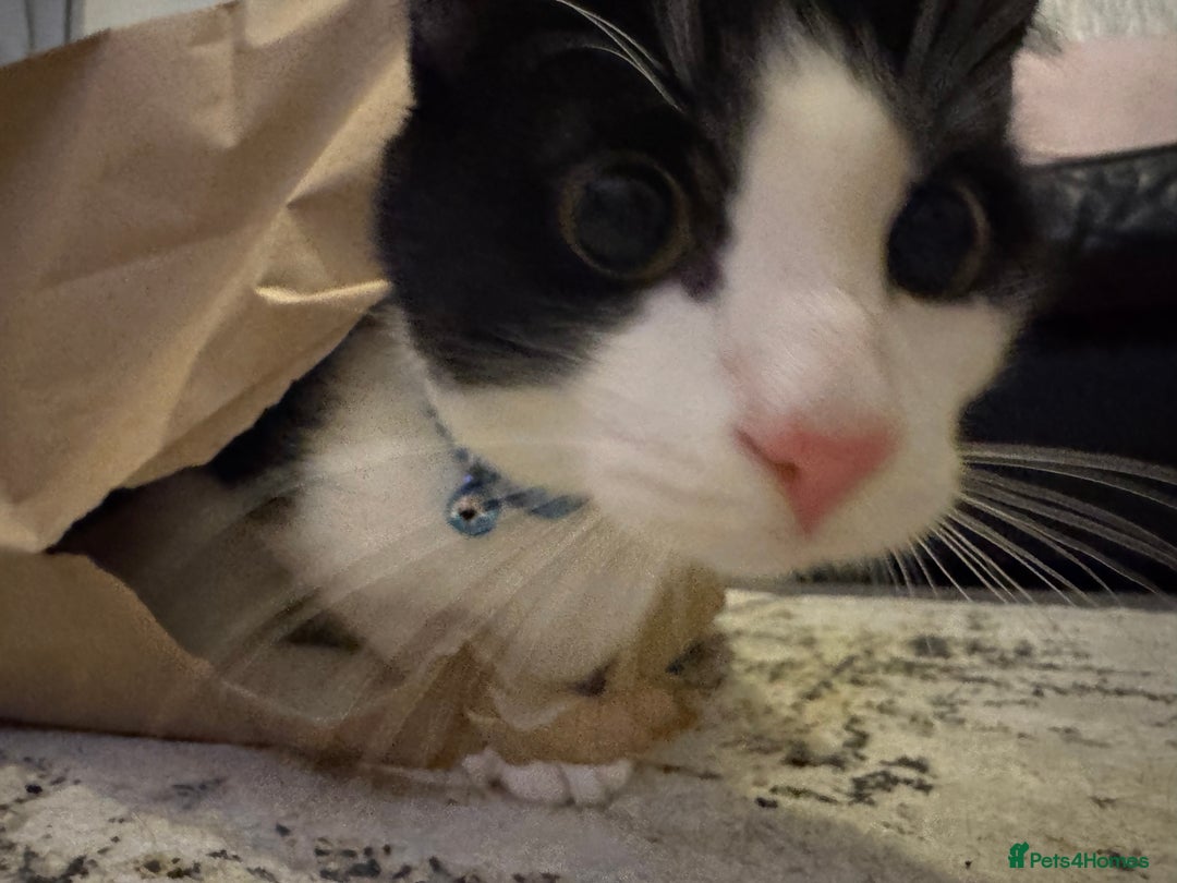 British Shorthair cats for sale: Male British short haired kitten 6months old - Advert 1