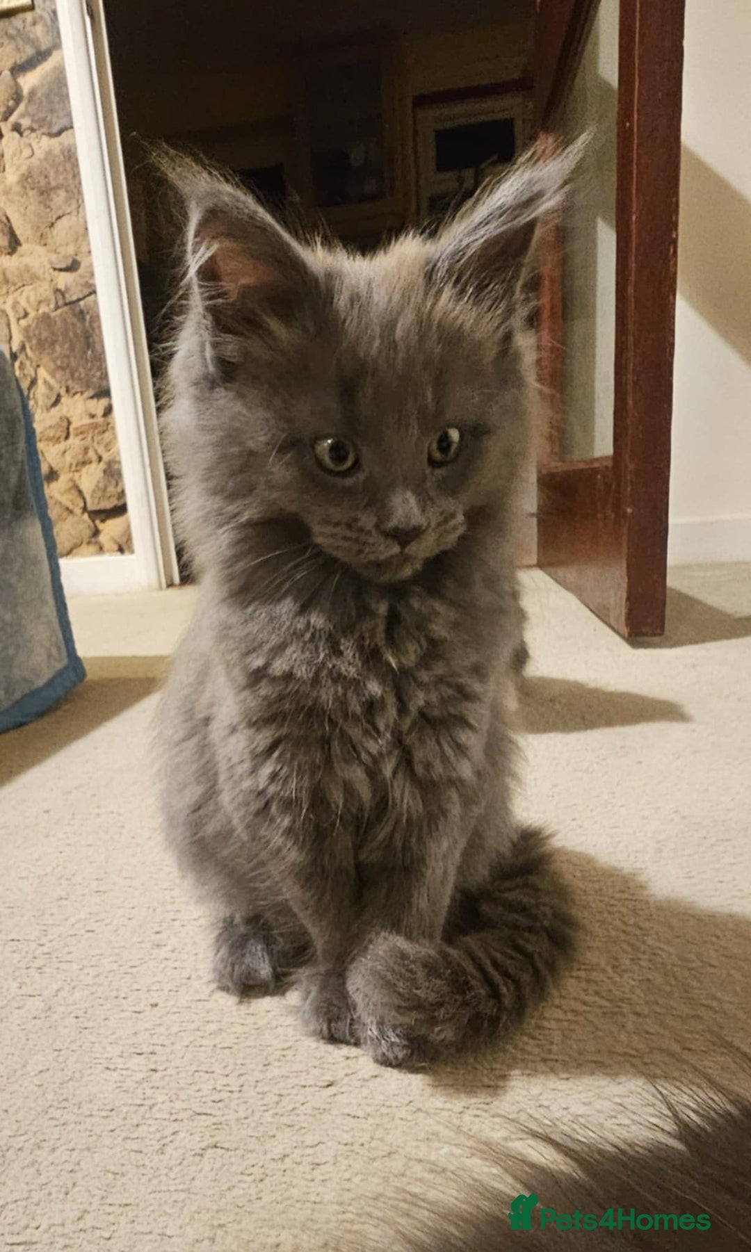 Maine Coon cats for sale: Pure Maine Coons – European Lines - Advert 18