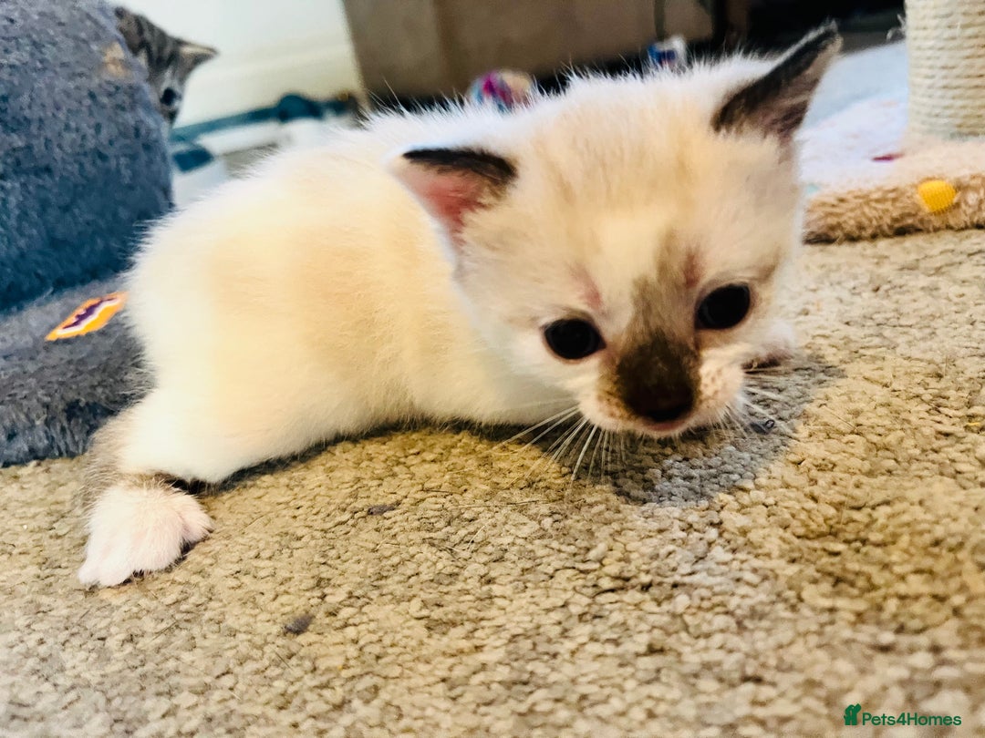 Mixed Breed cats for sale: Gorgeous Siamese Snowshoe Grey Tabby Kittens  - Image 4