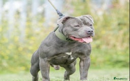 Staffordshire Bull Terrier dogs for sale: Blue Staffordshire Bull Terrier Champion Pups  - Image 12