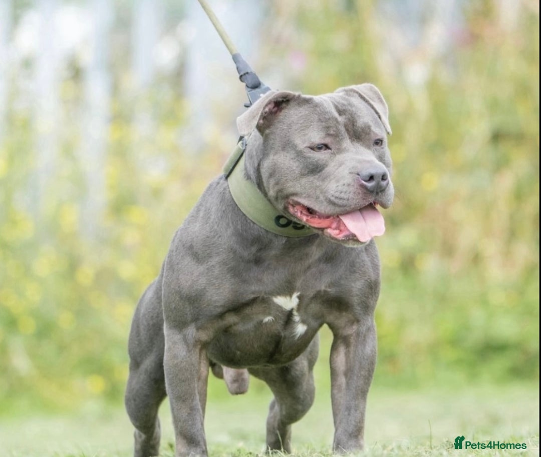 Staffordshire Bull Terrier dogs for sale: Blue Staffordshire Bull Terrier Champion Pups  - Image 12