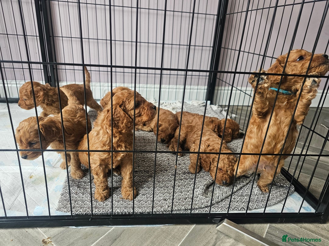 Cockapoo dogs for sale: Little teddy bears - Image 8
