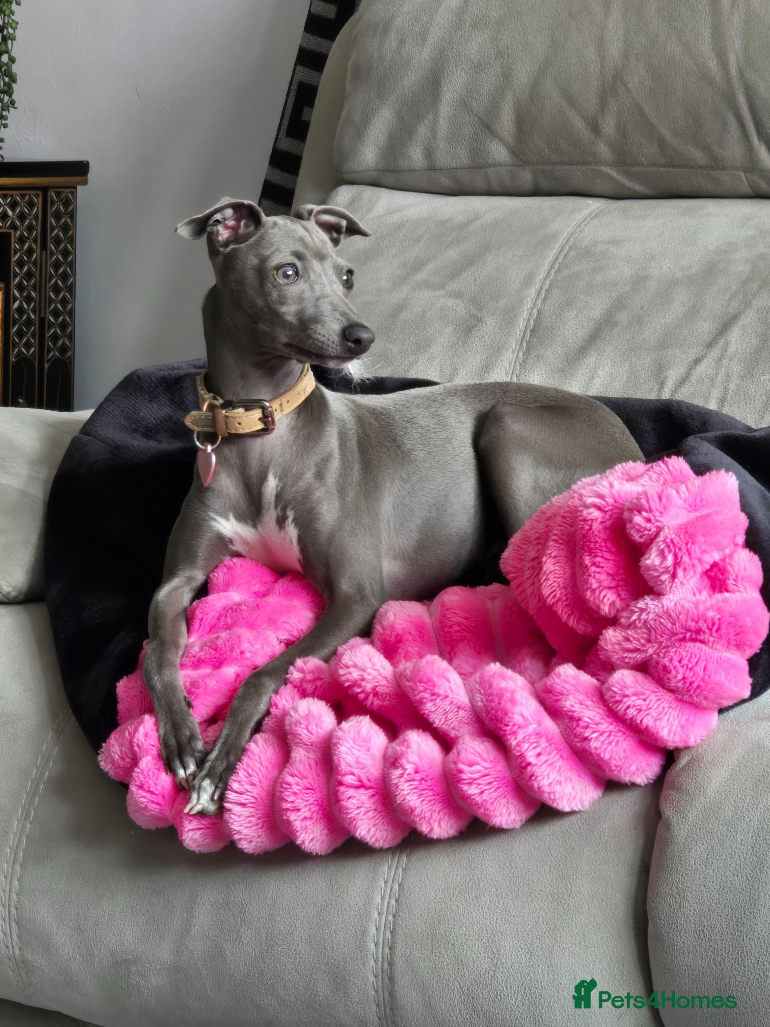 Italian Greyhound dogs Stunning Italian greyhound female 6 months old - Advert 18