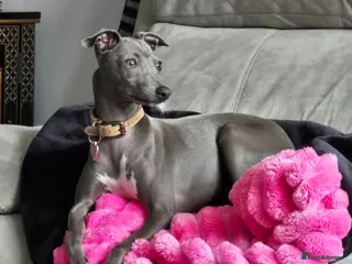 Italian Greyhound dogs Stunning Italian greyhound female 6 months old - Advert 18
