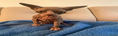 Sphynx 3