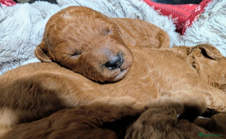 Miniature Poodle dogs - Advert 1