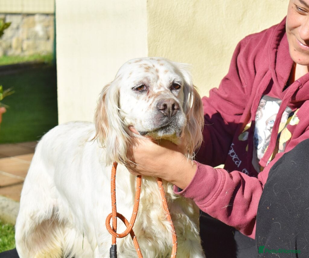 Nell — English Setter