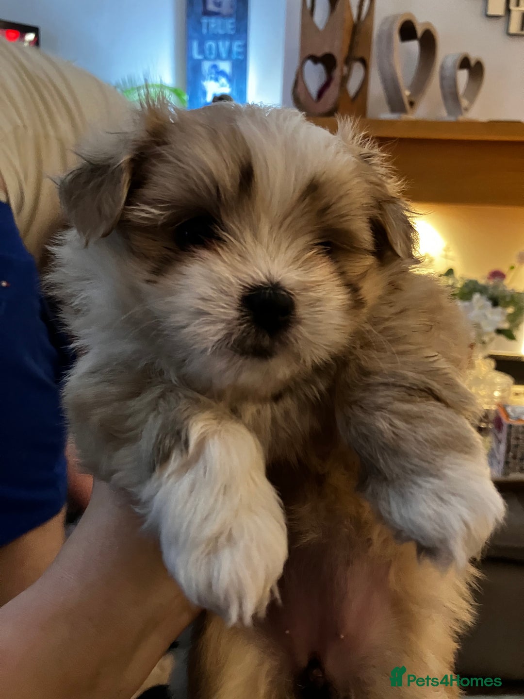 Mixed Breed dogs for sale: Malti-Pom Puppies - £1200 - Advert 7