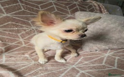 Chihuahua dogs for sale: 3 Handsome (KC) Chihuahua boys left (New photos) - Image 13