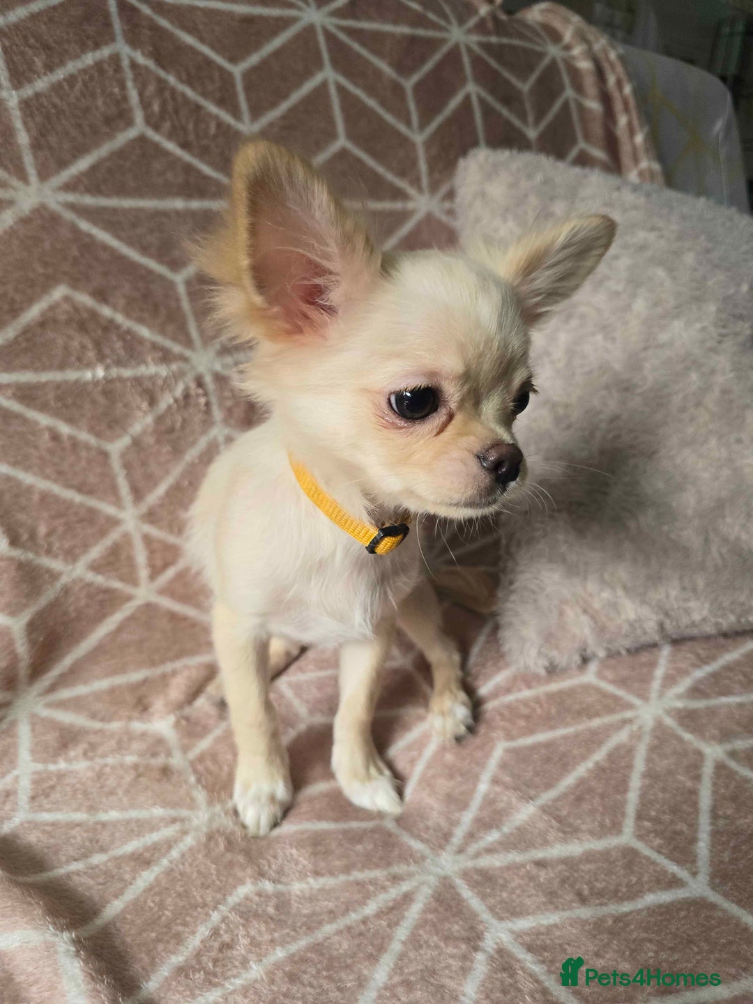 Chihuahua dogs for sale: 3 Handsome (KC) Chihuahua boys left (New photos) - Image 13