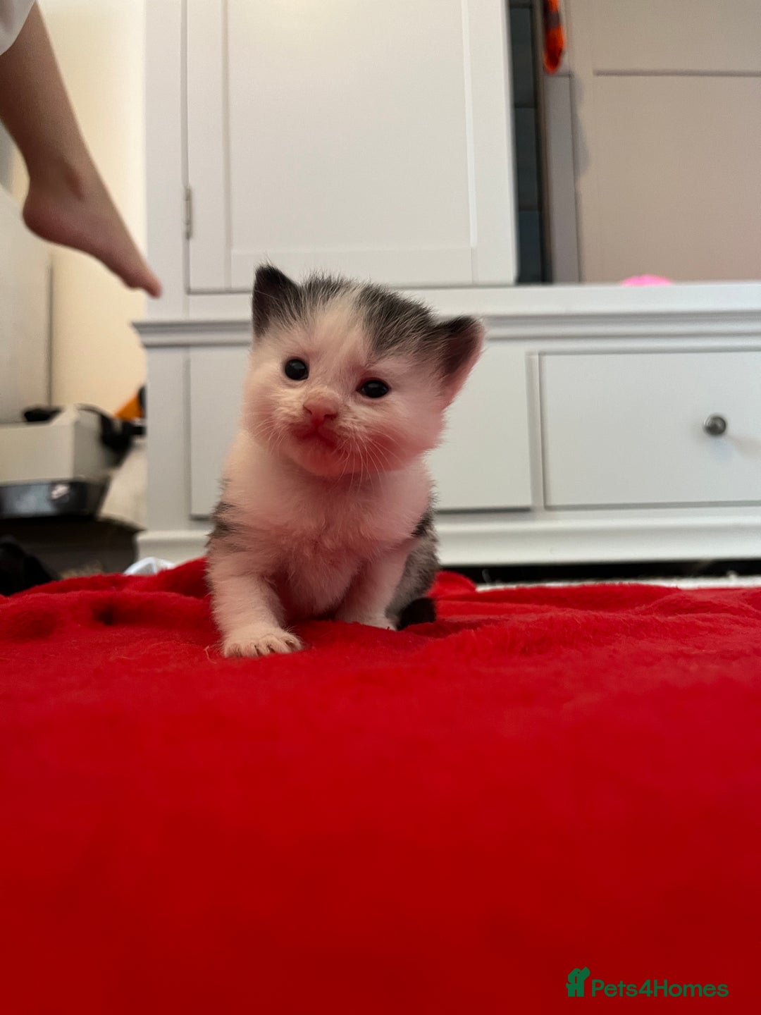 Domestic Shorthair cats for sale: Beautiful Kittens  in Godalming - Image 20