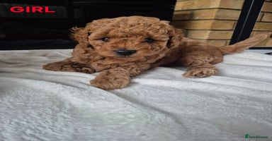 Miniature Poodle dogs - Advert 13