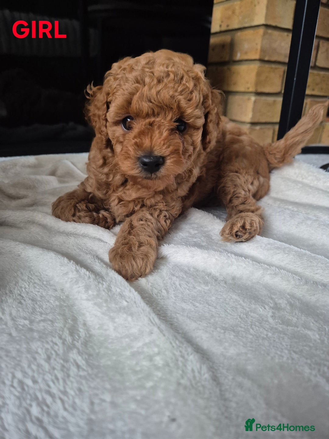 Miniature Poodle dogs for sale: KC Registered Red Miniature Poodle Puppies  - Image 2