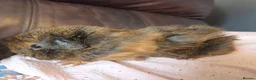Guinea Pig rodents for sale: Baby guinea pigs, 1 girl, 1 boy - Advert 9