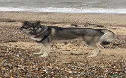 Shepsky dogs for stud: Husky/German Shepherd mix in Mitcham - Image 5