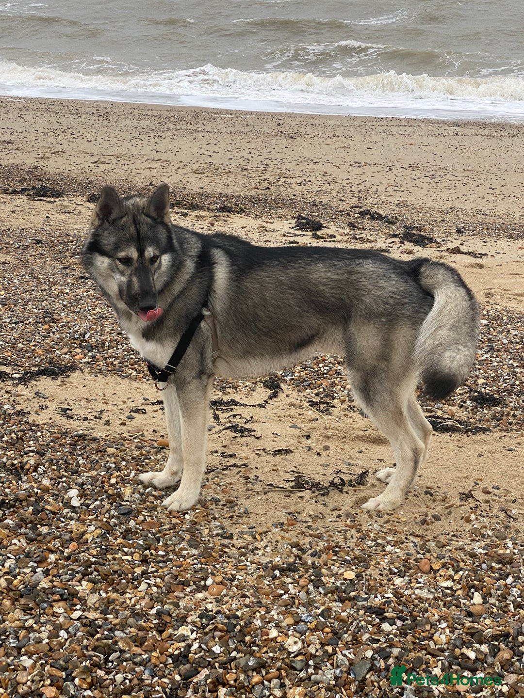 Shepsky dogs for stud: Husky/German Shepherd mix in Mitcham - Image 5