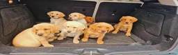 Labrador Retriever dogs for sale: READY NOW!!! KC registered Labrador Retriever  - Advert 10