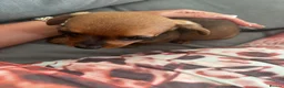 Chiweenie dogs for sale: 4 Gorgeous Chiwennie puppies - Advert 7