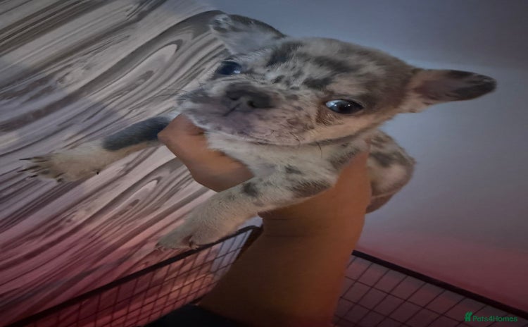 French Bulldog dogs - Advert 1