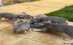 French Bulldog dogs for sale: French Bulldog Puppies - Image 12