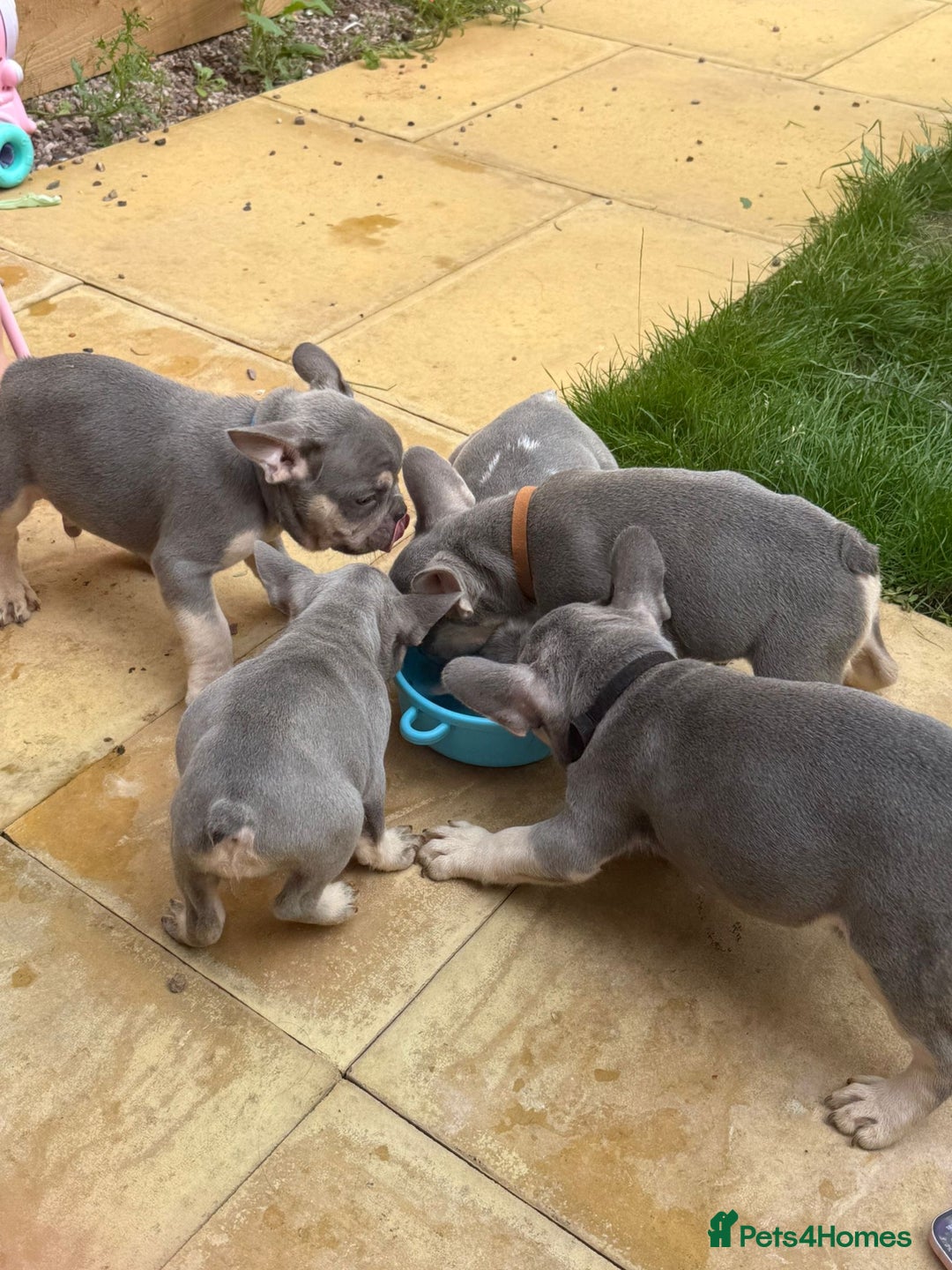 French Bulldog dogs for sale: French Bulldog Puppies - Image 12