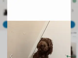 Goldendoodle dogs 2 Beautiful Goldendoodle pups remaining - Advert 8